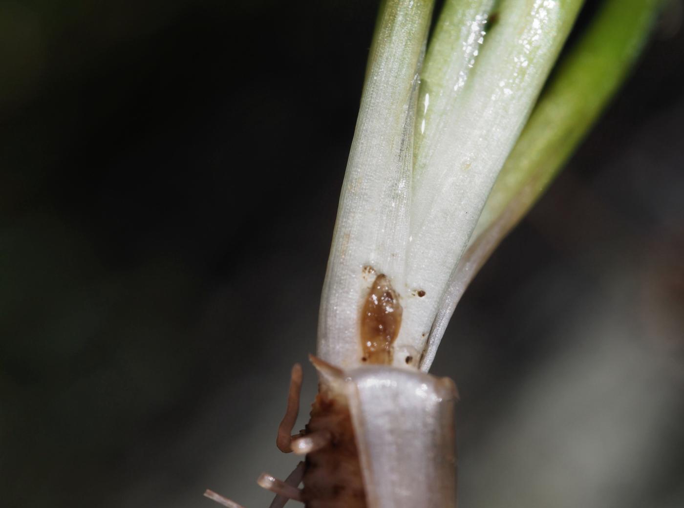 Quillwort, Spring flower